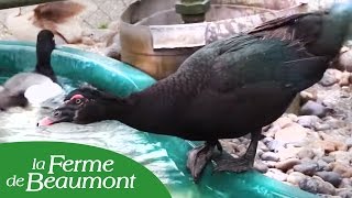 Le Canard de Barbarie  Ferme de Beaumont [upl. by Prissie]