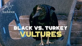 Black vs Turkey Vultures [upl. by Flan623]