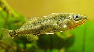 Facts The Stickleback [upl. by Merci244]