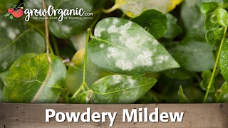 Powdery Mildew  Organic Gardening [upl. by Norby44]