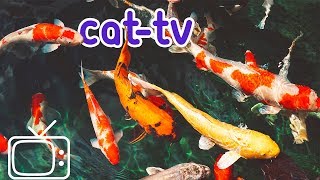 CATTV  Boredom Blasting Fish Videos for Cats [upl. by Ydarb255]