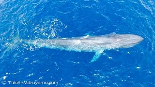 🐳シロナガスクジラ＆マッコウクジラなどのドローン空撮＆水中４K映像／Aerial amp UW Whales footage 4K [upl. by Yram434]