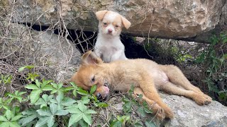 The cry for help of two dogs abandoned by their cruel owner on the side of the road and I saved them [upl. by Dlorah]