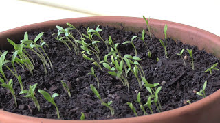 How to Grow Cilantro  Coriander From Seed 5 Steps [upl. by Ronoel]