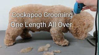 Cockapoo Grooming One Length All Over [upl. by Eilrebma]