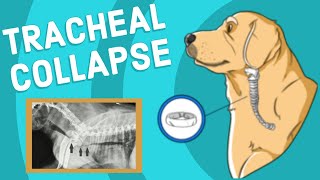 Tracheal Collapse in Dogs  Vet Explains [upl. by Harley]