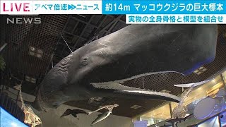 世界初公開 本物の骨使用のマッコウクジラ巨大標本2021年3月8日 [upl. by Llerrit]