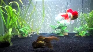 Goldfish Care Tank Size [upl. by Anilram]