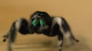 Spider hunts fly  Spider House  BBC [upl. by Kaufmann]