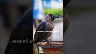 🐦கனவில் கனவில் வந்தால்  crow kanavil vanthal enna palan [upl. by Asiela]