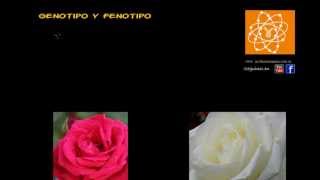 Genotipo y fenotipo [upl. by Frierson]