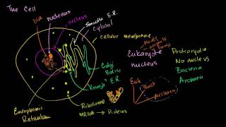 Parts of a cell [upl. by Hanej]