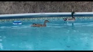 Tips To Stop Ducks From Swimming In Your Pool [upl. by Sholeen]