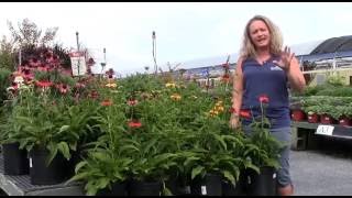 Learn About Cheyenne Spirit Coneflowers [upl. by Merle]