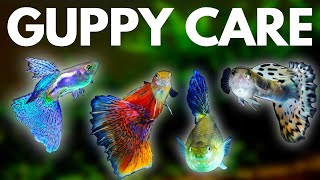 Guppy Fish Care 10 Things You Should Know About Guppies [upl. by Fauman403]