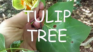 How to identify tuliptree Liriodendron tulipifera  TREE ID 6 [upl. by Ataymik]