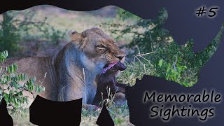 LIONESS EATS BABY WARTHOG  Memorable Sightings Ep 5 [upl. by Rush]