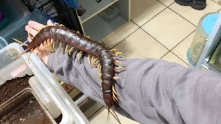 Giant Pet Centipede Crawls All Over Its Owner [upl. by Bil]