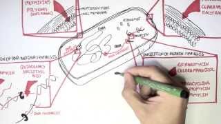 Microbiology  Antibiotics Mechanisms of Action [upl. by Narcho]