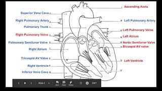 Biology 20 Labelling the Heart [upl. by Olympias]