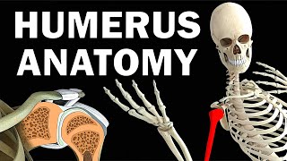 HUMERUS ANATOMY [upl. by Riba]