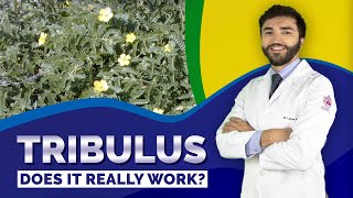 TRIBULUS TERRESTRIS  Does it really work [upl. by Cindy]