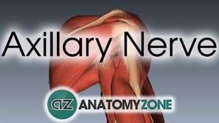 Axillary Nerve  3D Anatomy Tutorial [upl. by Cyrilla]