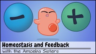 Homeostasis and NegativePositive Feedback [upl. by Yrallih]