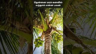 தென்னை மரம் கனவில் வந்தால் என்ன பலன்  Thennai Maram Kanavil Vanthal Enna Palan  Digital Naveen [upl. by Gere497]