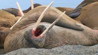 Laziest Walrus Colony Ever HD [upl. by Yreffeg]