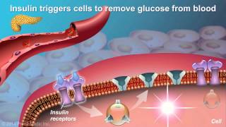 Agrobacterium A Plant Gene Transfer Vector [upl. by Adlemy]