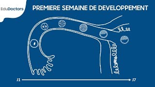 Première semaine de développement embryonnaire  Embryologie Générale [upl. by Kirschner]