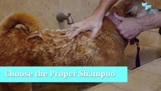 How to Wash a Dog of Any Size [upl. by Radloff]