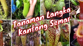 Jenisjenis kantong semar [upl. by Akienat]