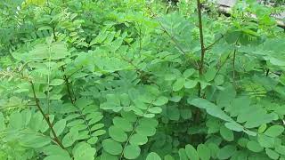 Growing Black Locust from Seed [upl. by Einallem937]