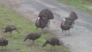 wild turkeys gobbling 41813 [upl. by Nibram21]