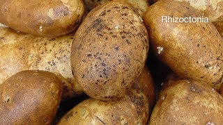 Manage Rhizoctonia and Verticillium Wilt in Potatoes [upl. by Allyson]