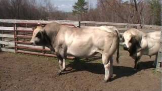 PIEDMONTESE BULLS 2 TONS OF BEEF [upl. by Otrebron503]