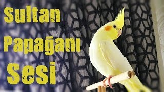 Sultan Papağanı Sesi Dinlet Ötsün [upl. by Schnorr]