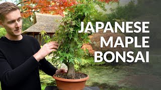 DIY Making a Maple Bonsai tree [upl. by Nnalyrehc318]