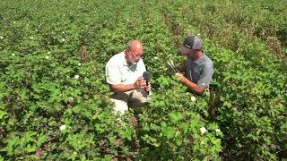 Part 2 Treating Verticillium Wilt in Cotton [upl. by Zoes]