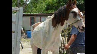 From Abused to Adored  Rescue Horse Story [upl. by Nytsyrk]