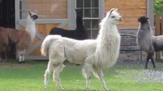 Llamas running at StoneBridge Farm [upl. by Sergei502]