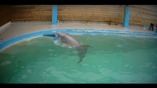 Undercover in Dolphinarium [upl. by Paine]