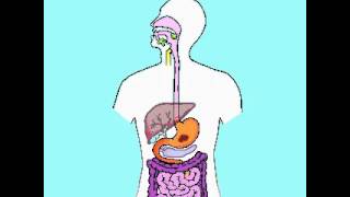 Sistema Digestivo  The digestive System  Subtitles in English Video [upl. by Elie582]