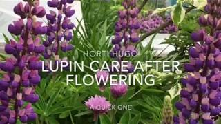 How to care for Lupins after flowering [upl. by Normac]