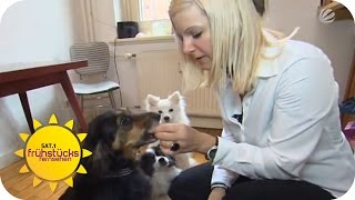 Ist veganes Hundefutter gesund  SAT1 Frühstücksfernsehen [upl. by Ephraim]