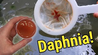 How I Culture Daphnia In Outdoor Tubs [upl. by Rog]