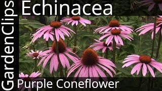 Echinacea Purpurea  Purple Coneflower  Growing Echinacea [upl. by Nisaj]