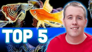 My TOP 5 LIVEBEARER AQUARIUM FISH [upl. by Geerts]